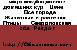 яйцо инкубационное домашних кур › Цена ­ 25 - Все города Животные и растения » Птицы   . Свердловская обл.,Ревда г.